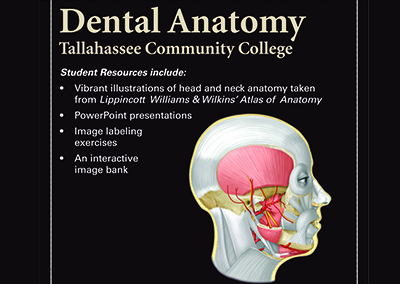 Dental Anatomy